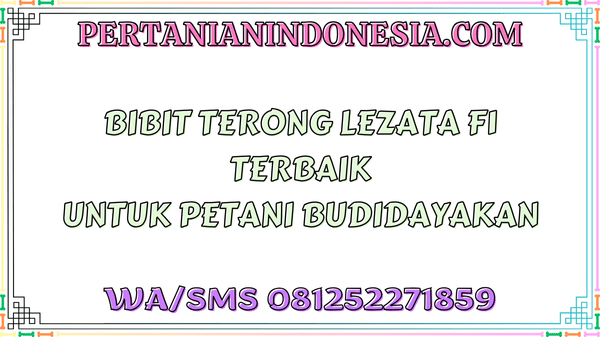 Bibit Terong Lezata F1 Terbaik Untuk Petani Budidayakan
